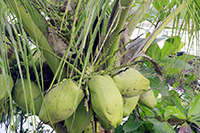 Gallery Thumbnail Image